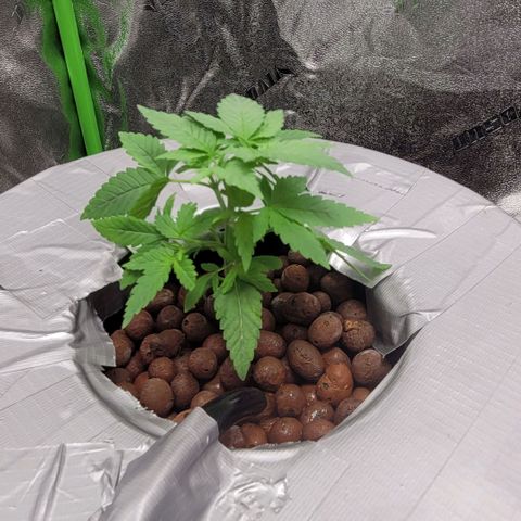 Grandaddy Purple growlog photo: GDP #2 topped no lst