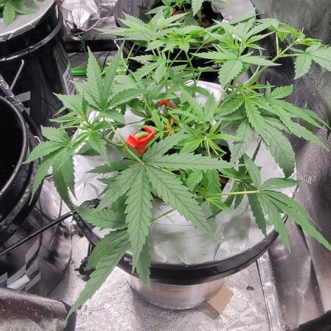 Durban Poison growlog photo: Durban #1