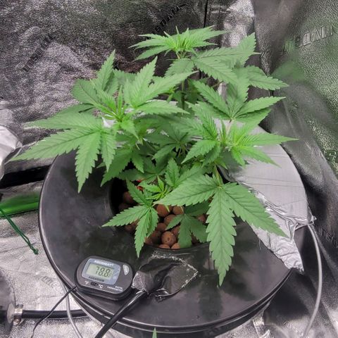 Durban Poison growlog photo: Durban #2