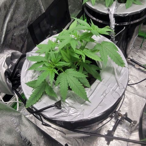 Grandaddy Purple growlog photo: GDP #1