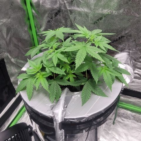 Grandaddy Purple growlog photo: GDP #2