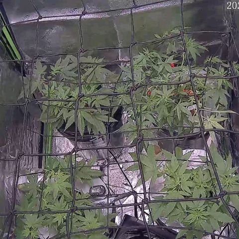 Durban Poison growlog photo: Durban Poison - Top right and left
Grandaddy Purple- Bottom right and left