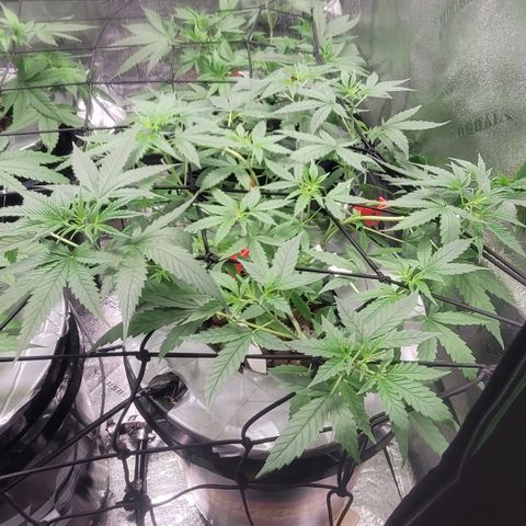 Durban Poison growlog photo: Durban #1