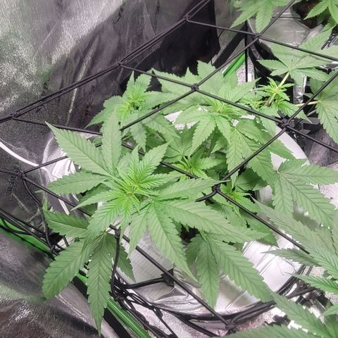 Grandaddy Purple growlog photo: GDP #1