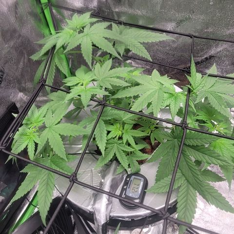 Grandaddy Purple growlog photo: GDP #2