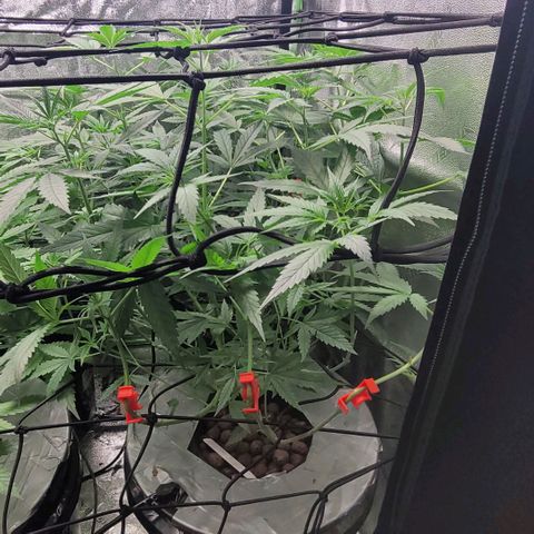 Durban Poison growlog photo: Durban #1