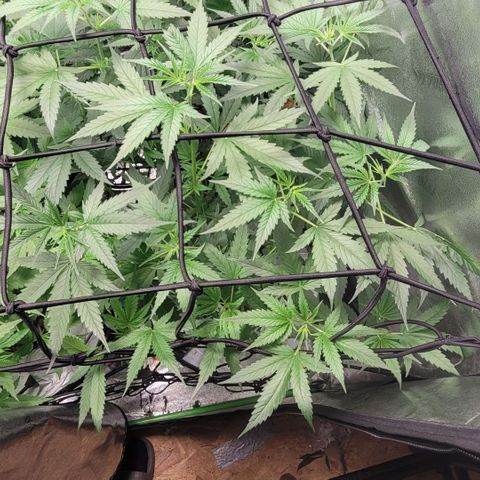 Durban Poison growlog timeline photo