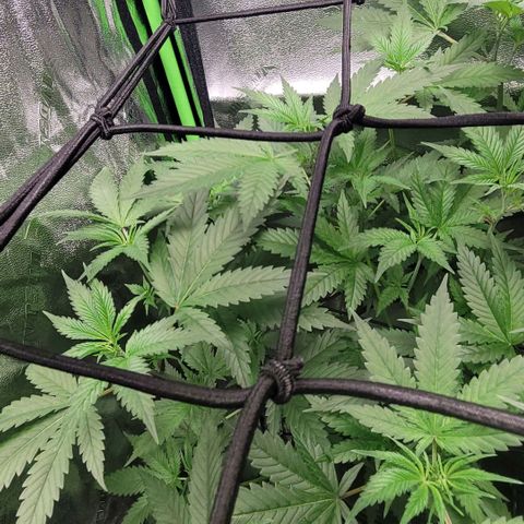 Durban Poison growlog timeline photo