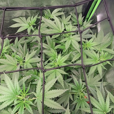 Durban Poison growlog photo: Durban #2