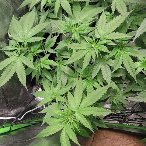 Grandaddy Purple growlog photo: GDP #1