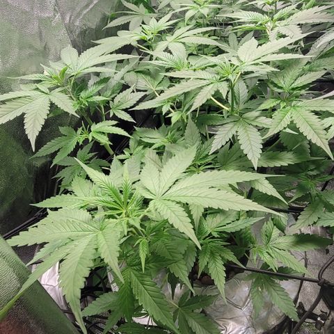 Grandaddy Purple growlog photo: GDP #1