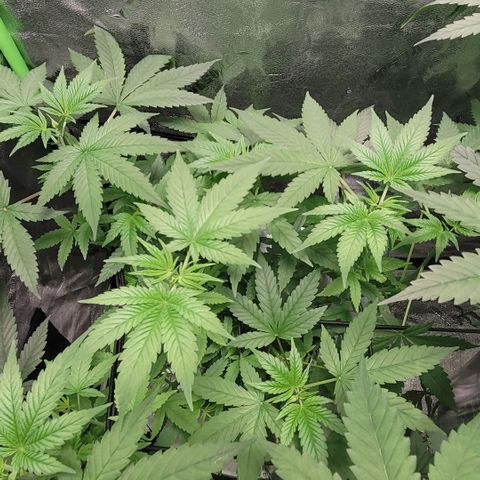 Grandaddy Purple growlog photo: GDP #2