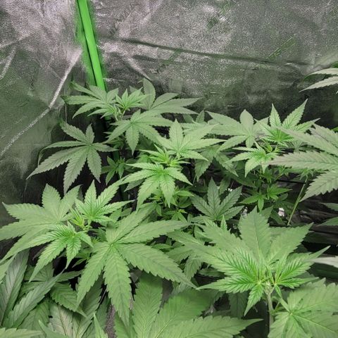 Grandaddy Purple growlog timeline photo