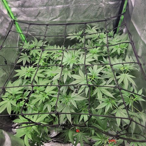 Durban Poison growlog photo: All 4 plants.