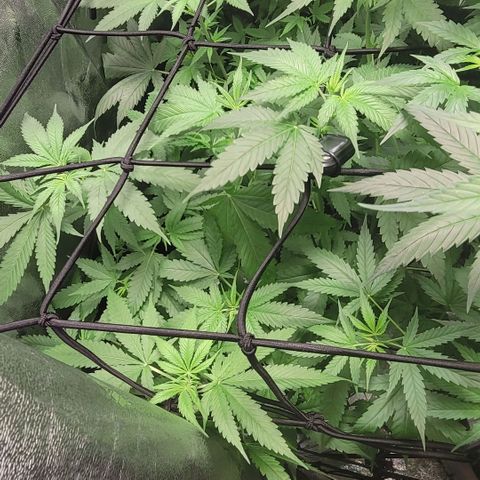 Grandaddy Purple growlog photo: Gdp #1