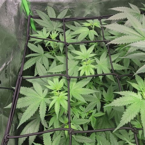 Grandaddy Purple growlog photo: Gdp #2