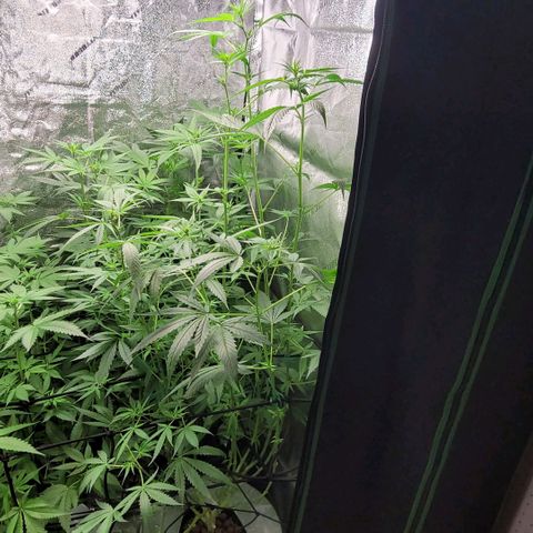 Durban Poison growlog photo: Both Durbans