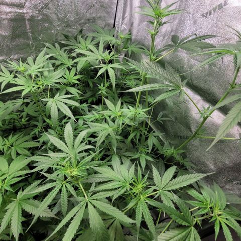 Durban Poison growlog photo: Durbans