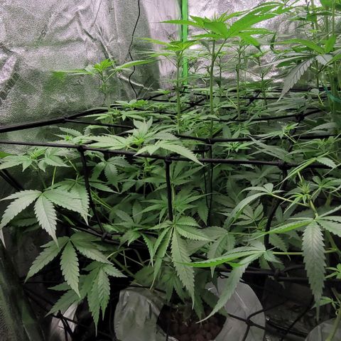 Grandaddy Purple growlog photo: Grandaddy Purps
