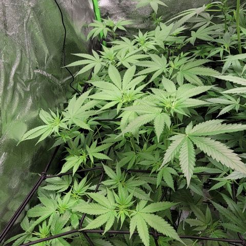 Grandaddy Purple growlog photo: Grandaddy Purps
