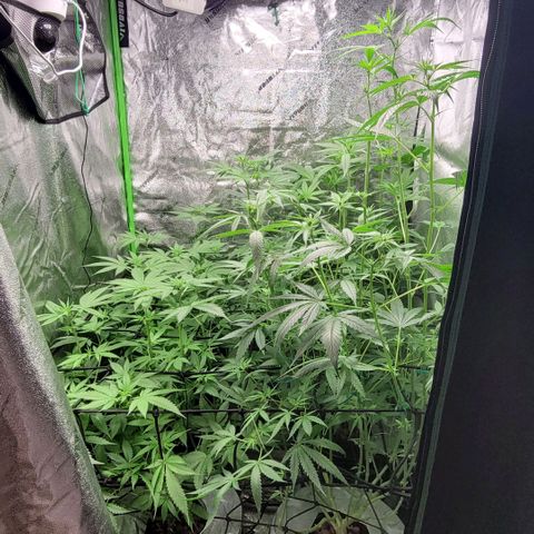 Durban Poison growlog timeline photo