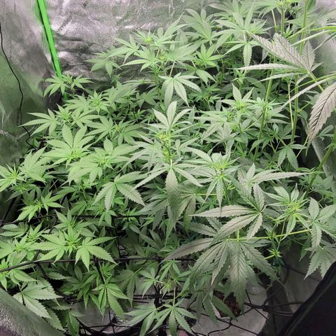 Durban Poison growlog timeline photo