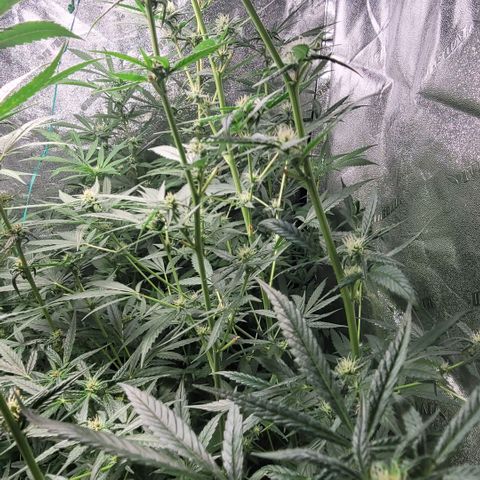 Durban Poison growlog timeline photo