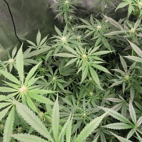 Grandaddy Purple growlog timeline photo