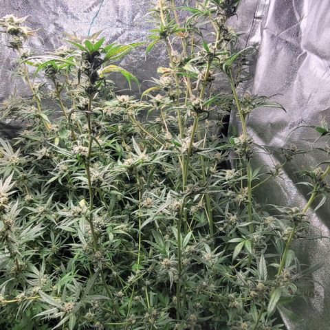 Durban Poison growlog timeline photo