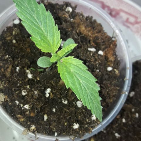 Martita growlog timeline photo