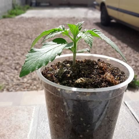 Martita growlog photo: Día 17