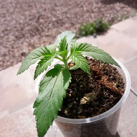 Martita growlog photo: Día 17