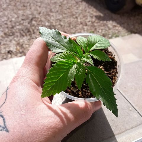 Martita growlog photo: Día 17