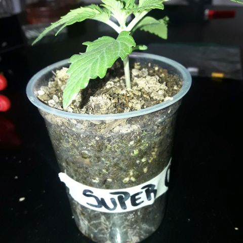 Martita growlog photo: Día 18