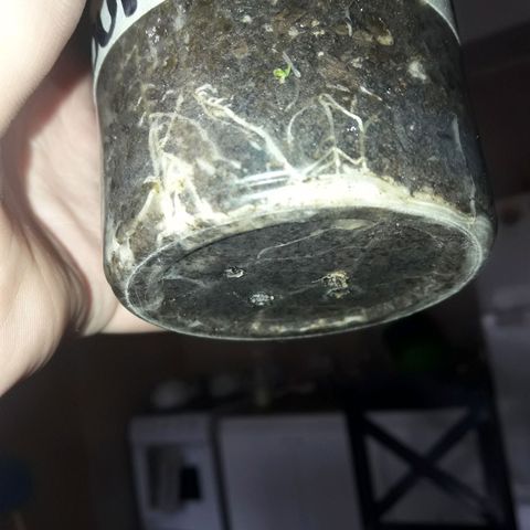 Martita growlog timeline photo
