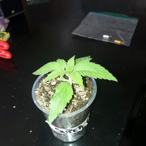 Martita growlog timeline photo