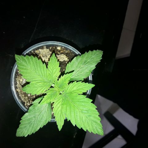 Martita growlog timeline photo