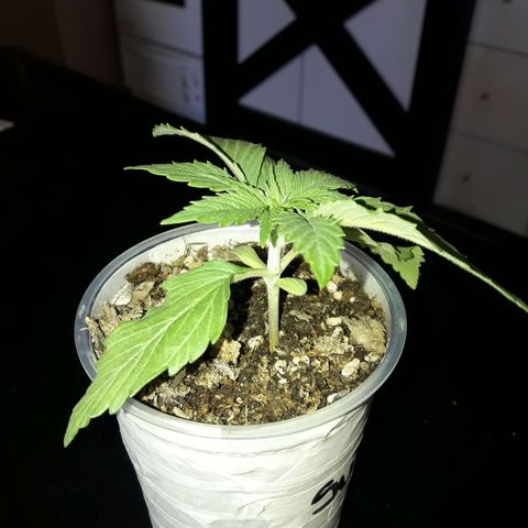 Martita growlog photo: Día 20