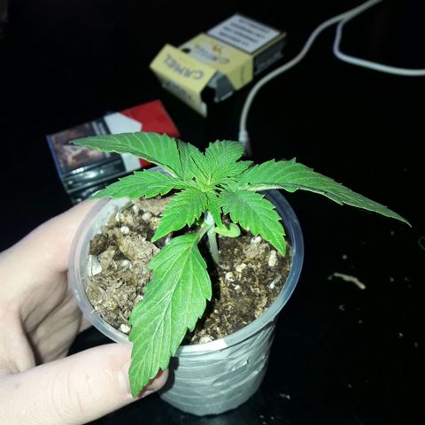Martita growlog timeline photo