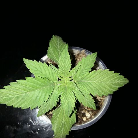 Martita growlog timeline photo