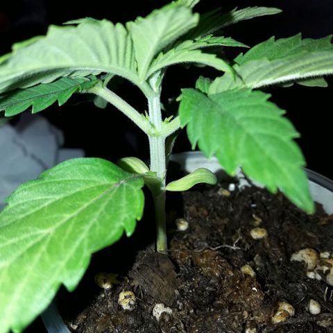 Martita growlog photo: Día 23