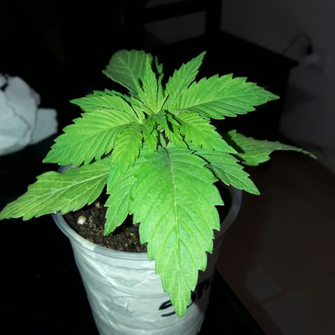 Martita growlog timeline photo