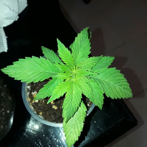 Martita growlog timeline photo