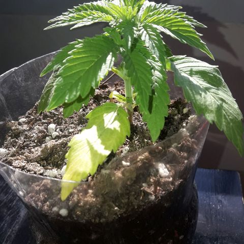 Martita growlog photo: Día 29