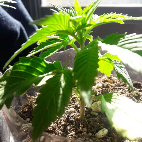 Martita growlog timeline photo