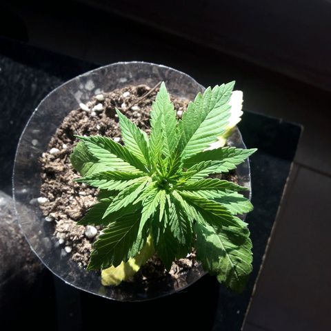 Martita growlog timeline photo