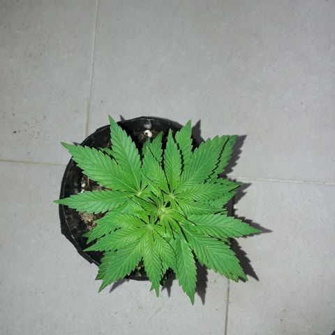 Martita growlog photo: Dia 34