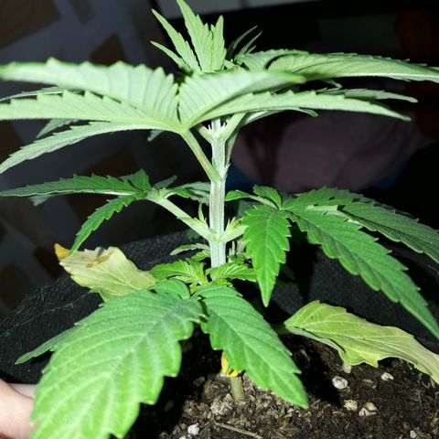 Martita growlog timeline photo