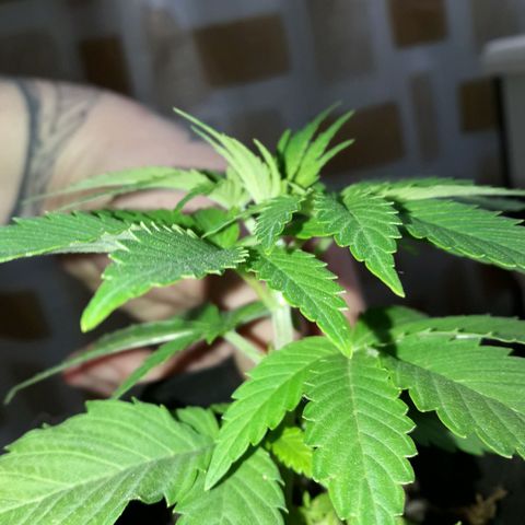 Martita growlog photo: Dia 34