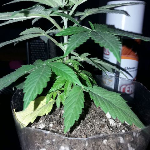 Martita growlog photo: Día 42